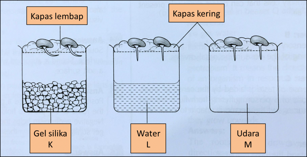 1.5.3a Rangsangan Dan Gerak Balas Tumbuhan (Soalan Subjektif) - Sains ...